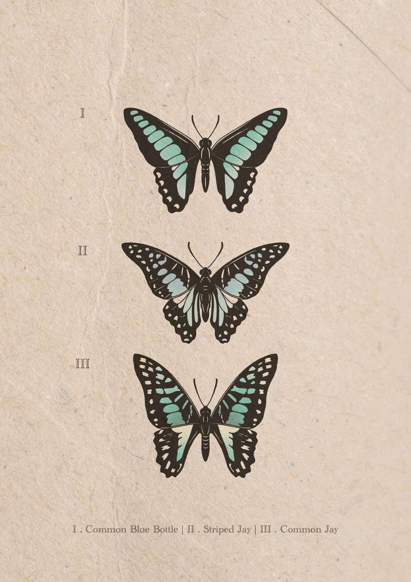 Entomology Collection II