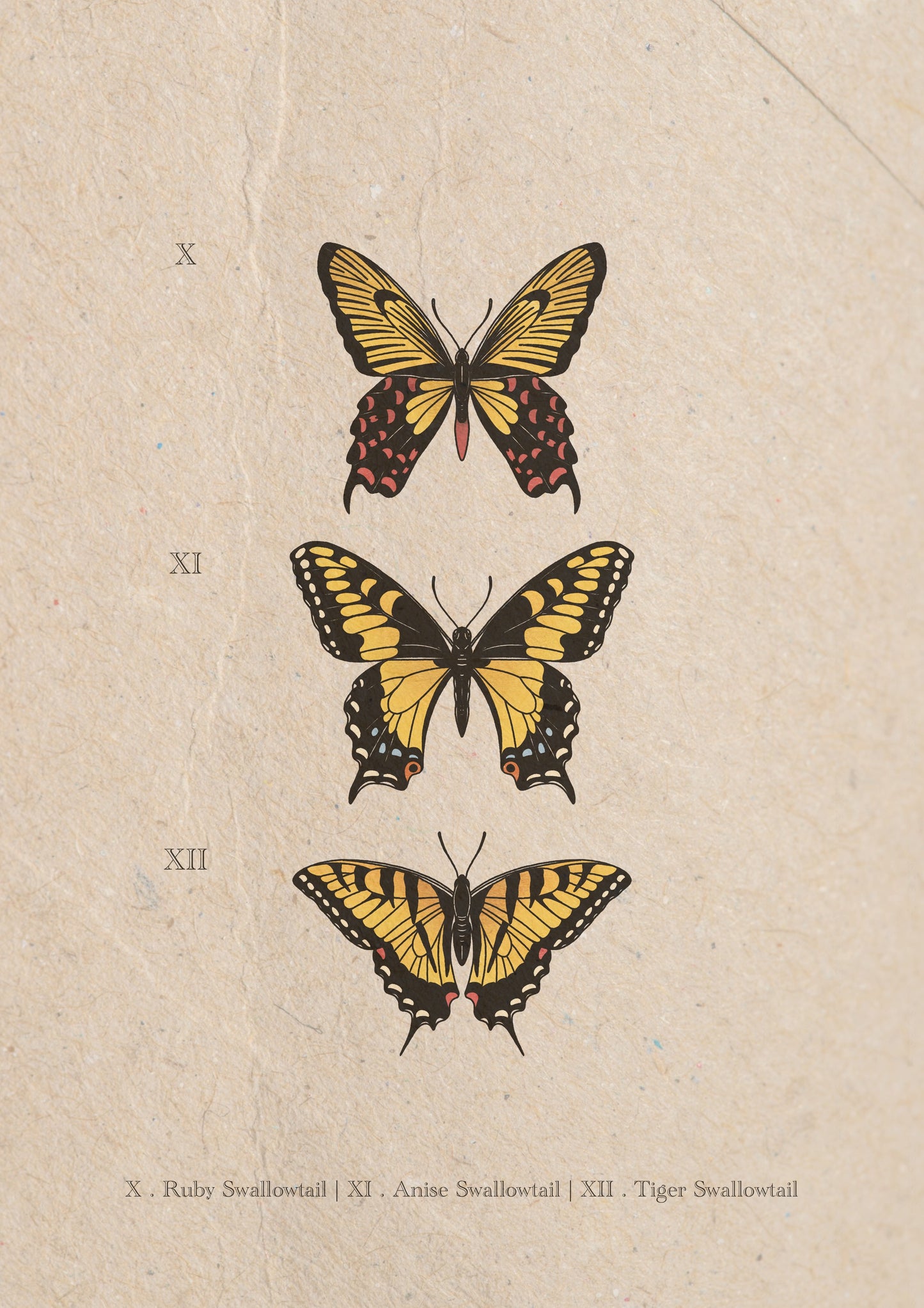 Entomology Collection II