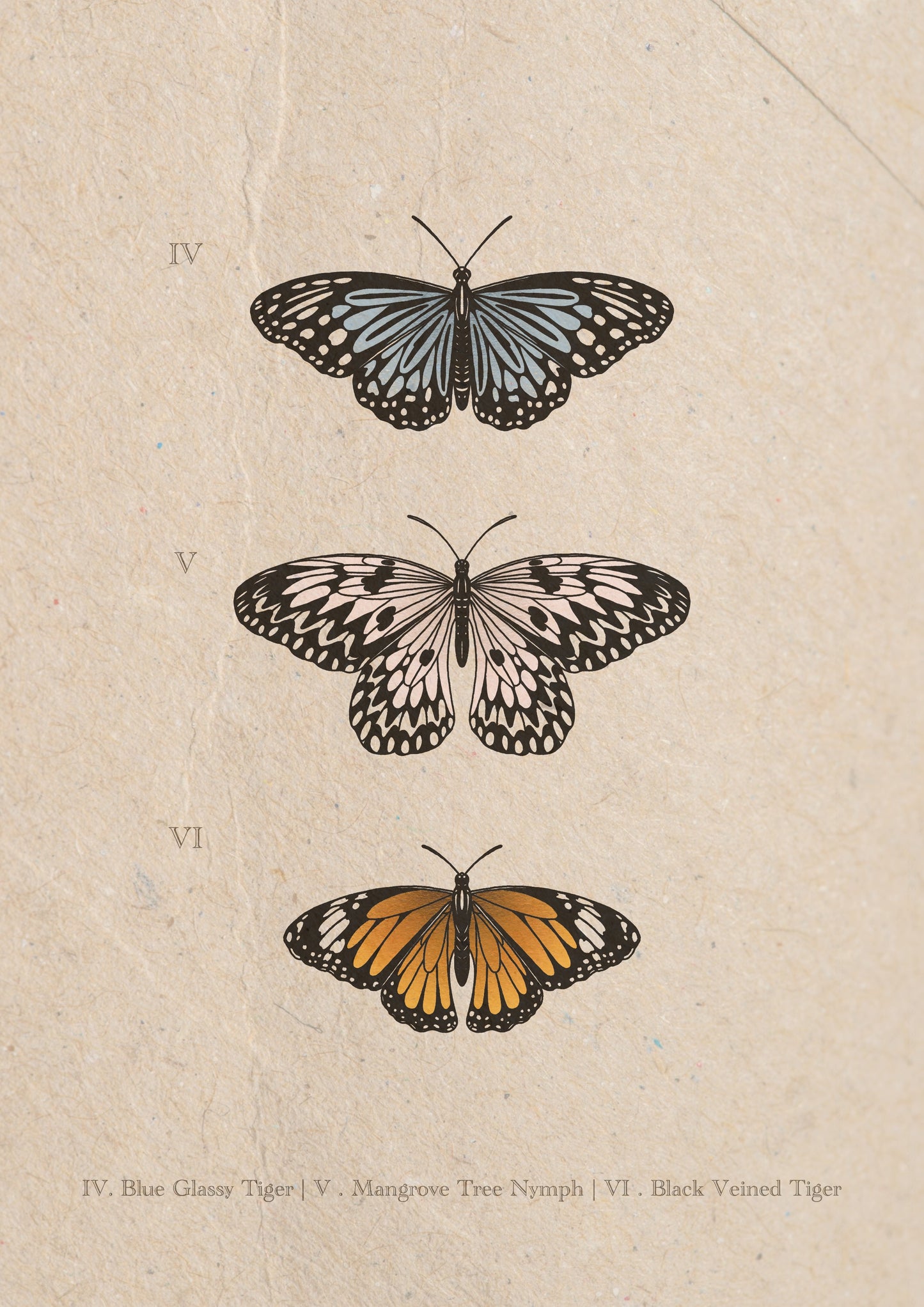 Entomology Collection II