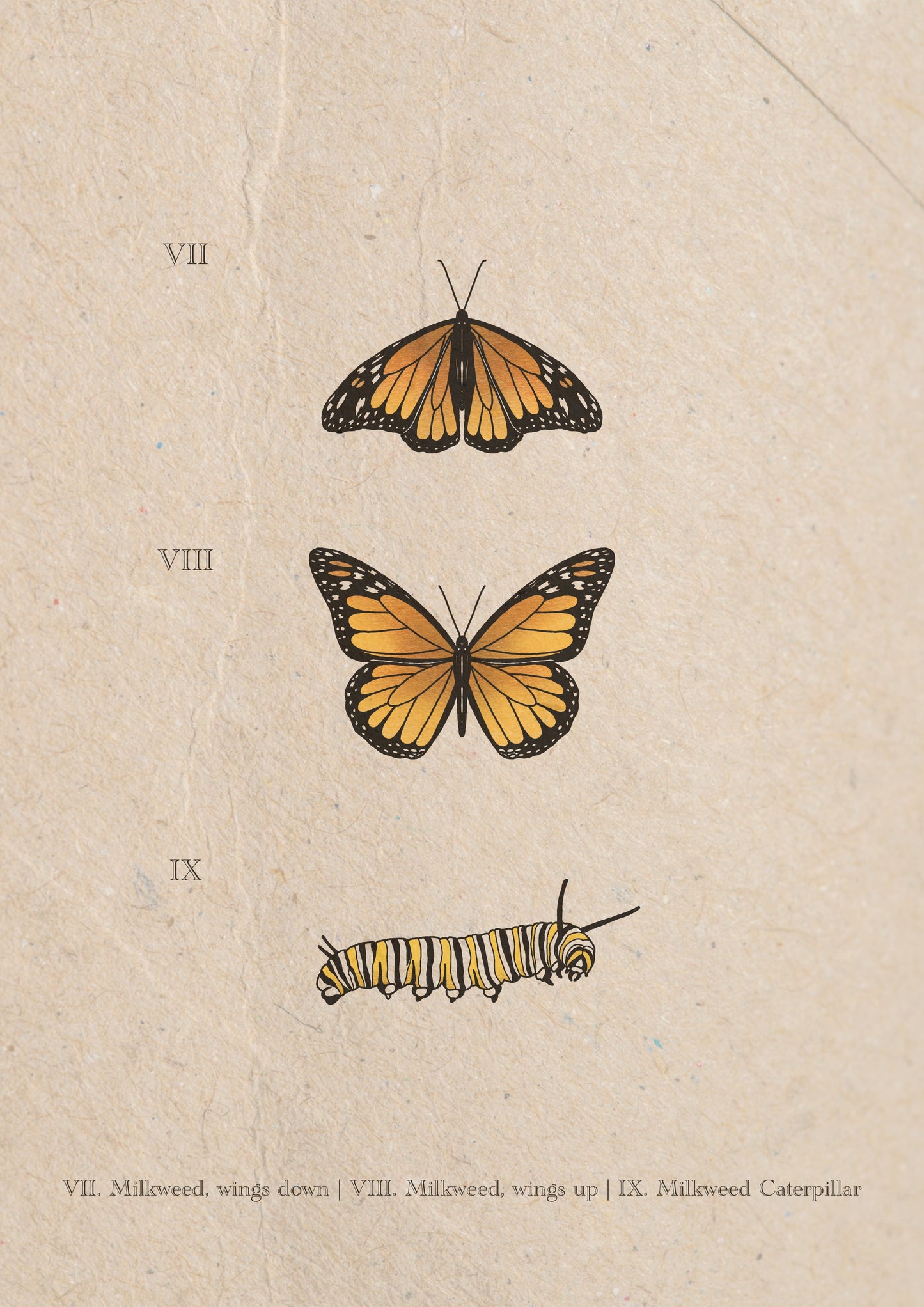 Entomology Collection II