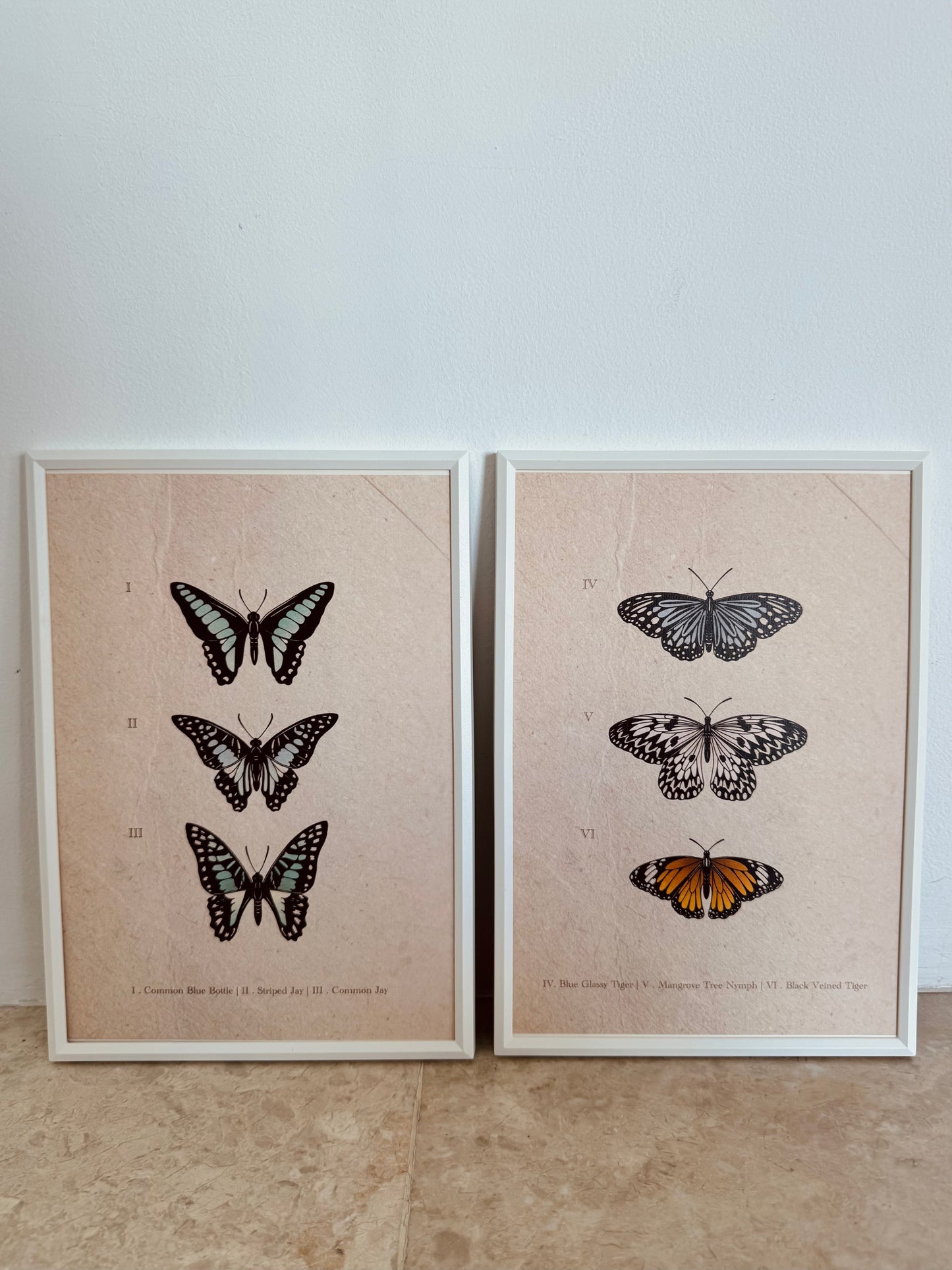 Entomology Collection II