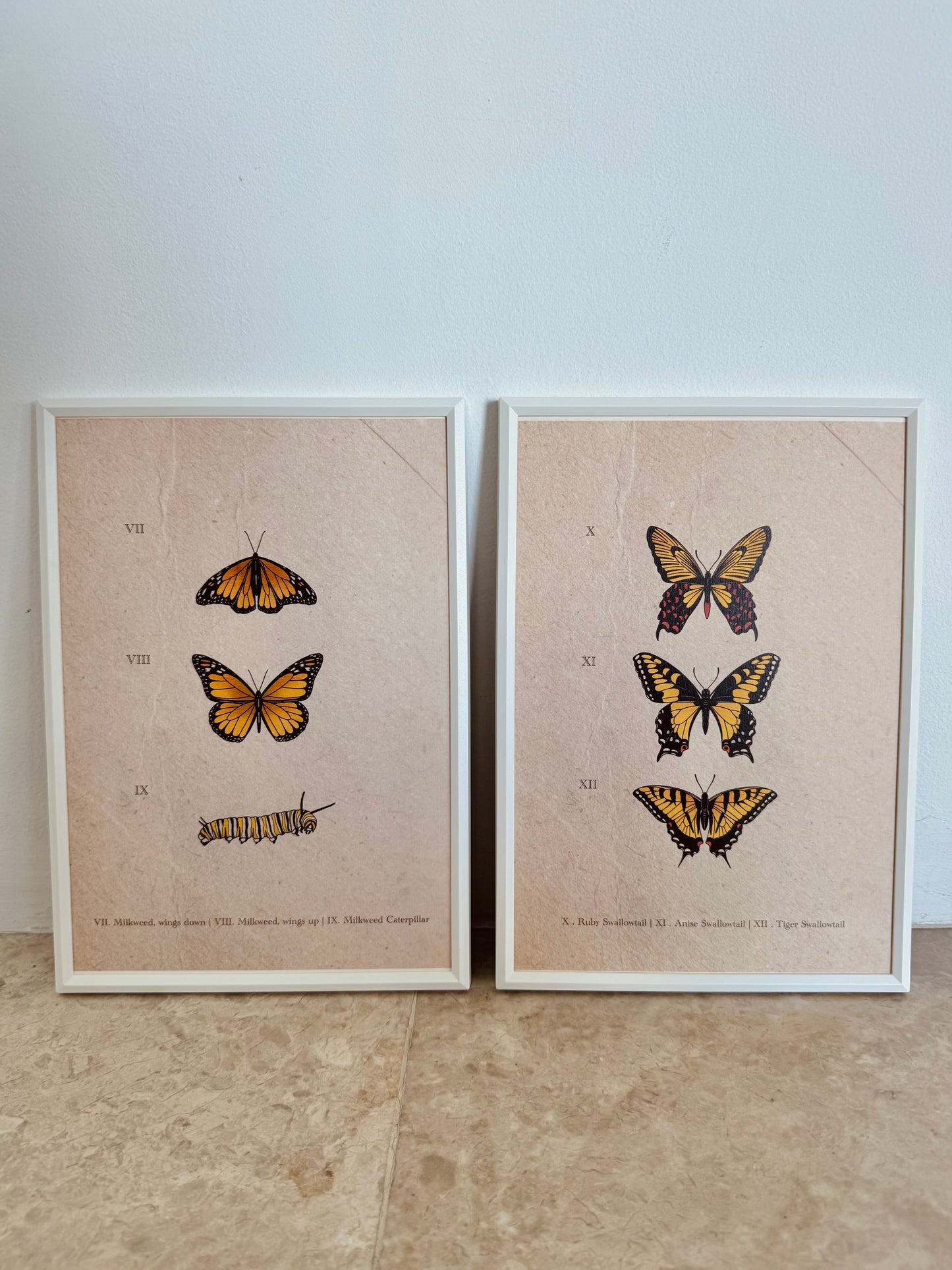 Entomology Collection II