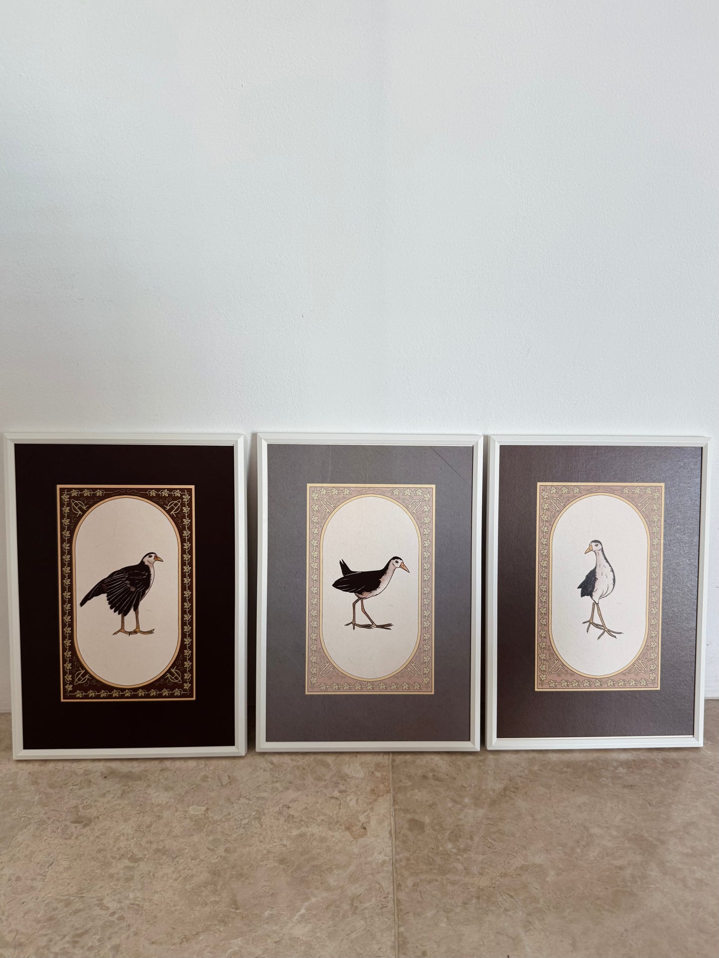 Waterhen Collection I