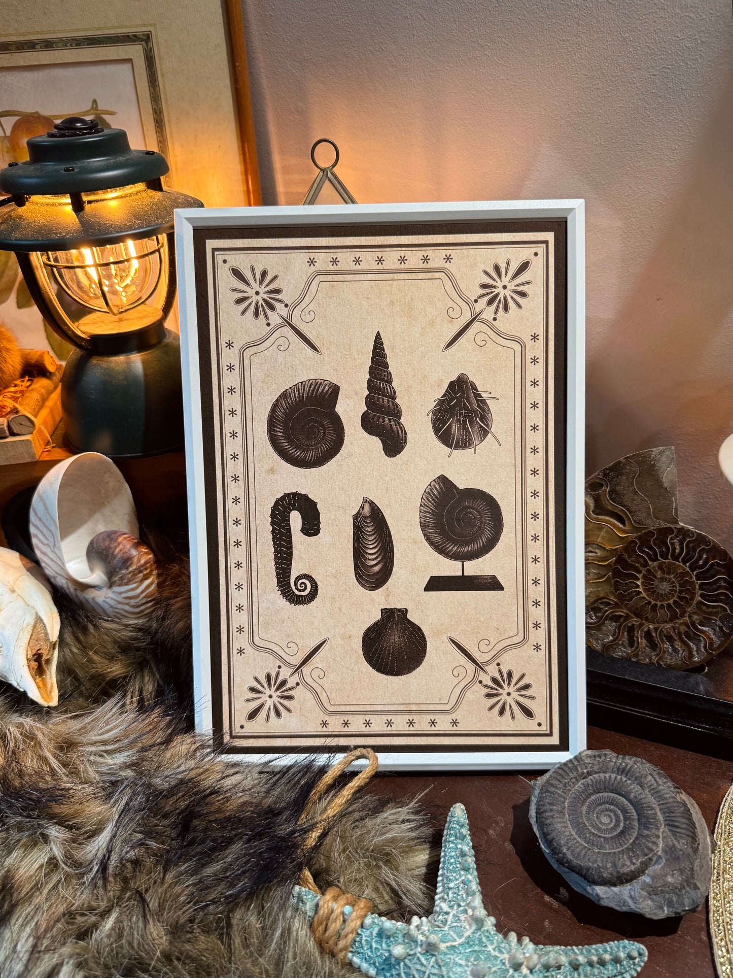 Cephalopods Collection I