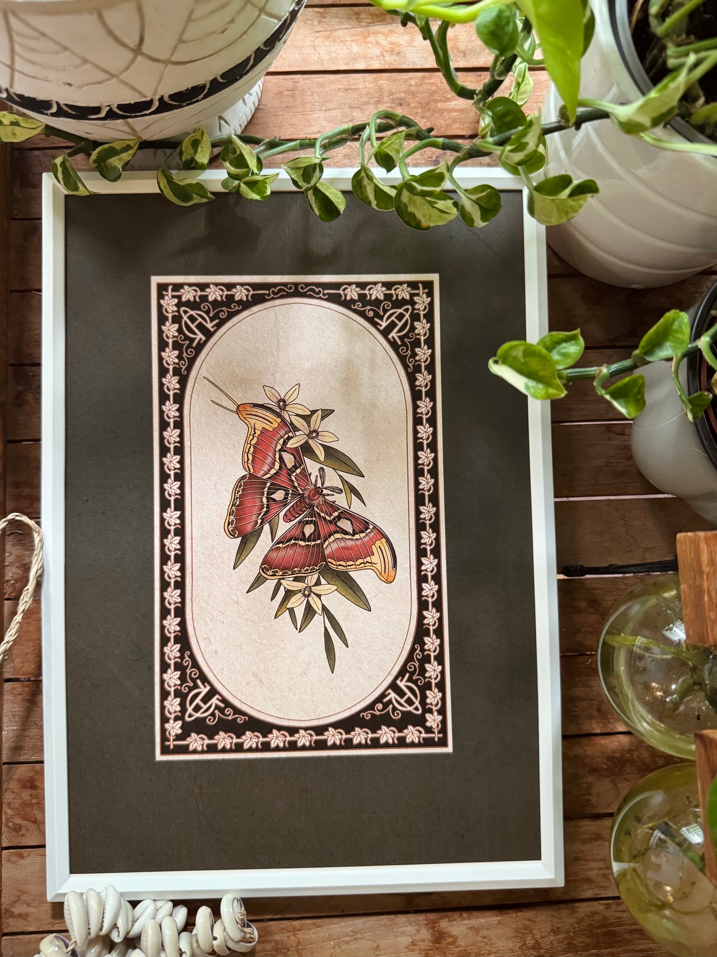 Atlas Moth