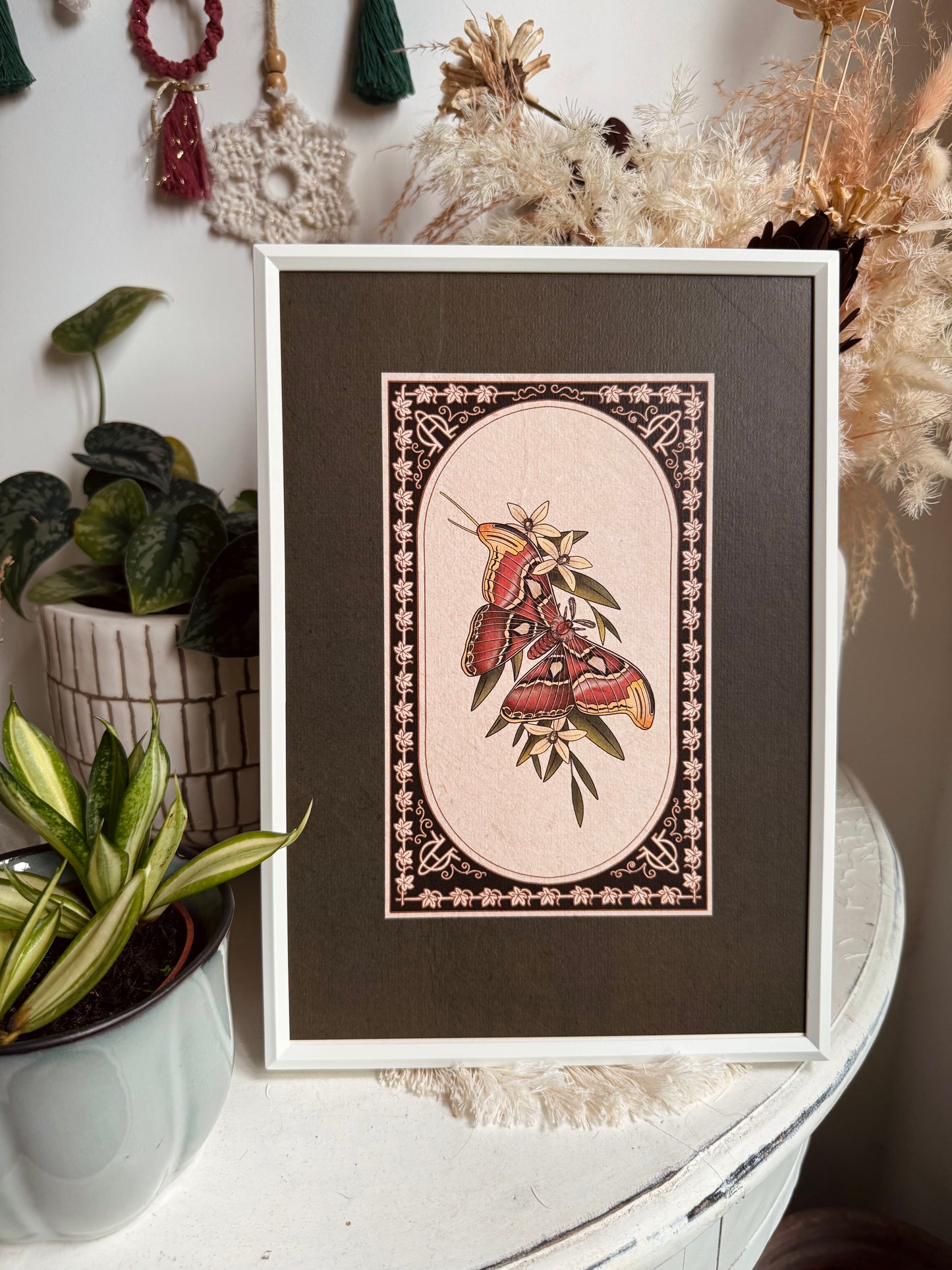 Atlas Moth