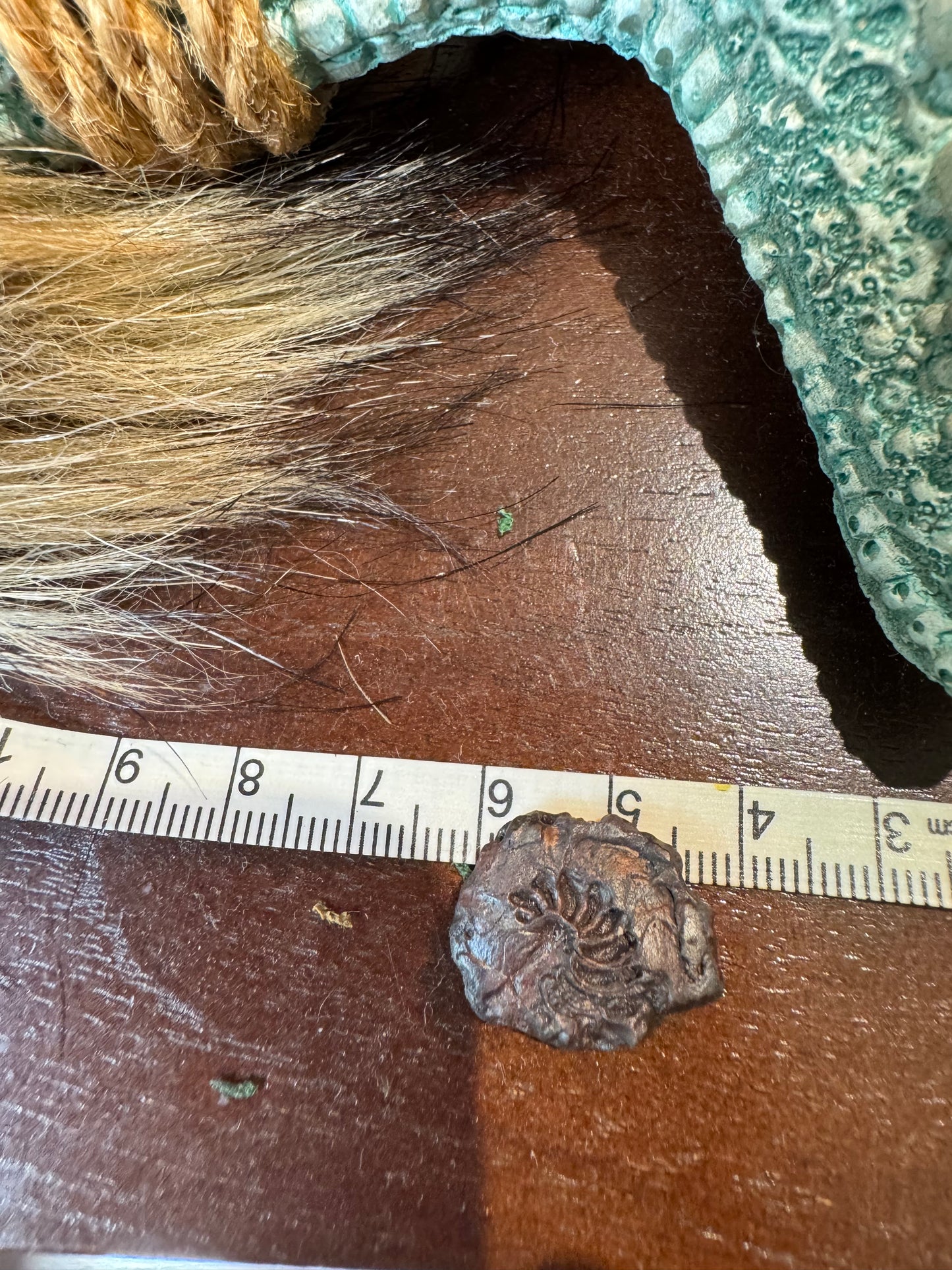 Small Ammonite #1