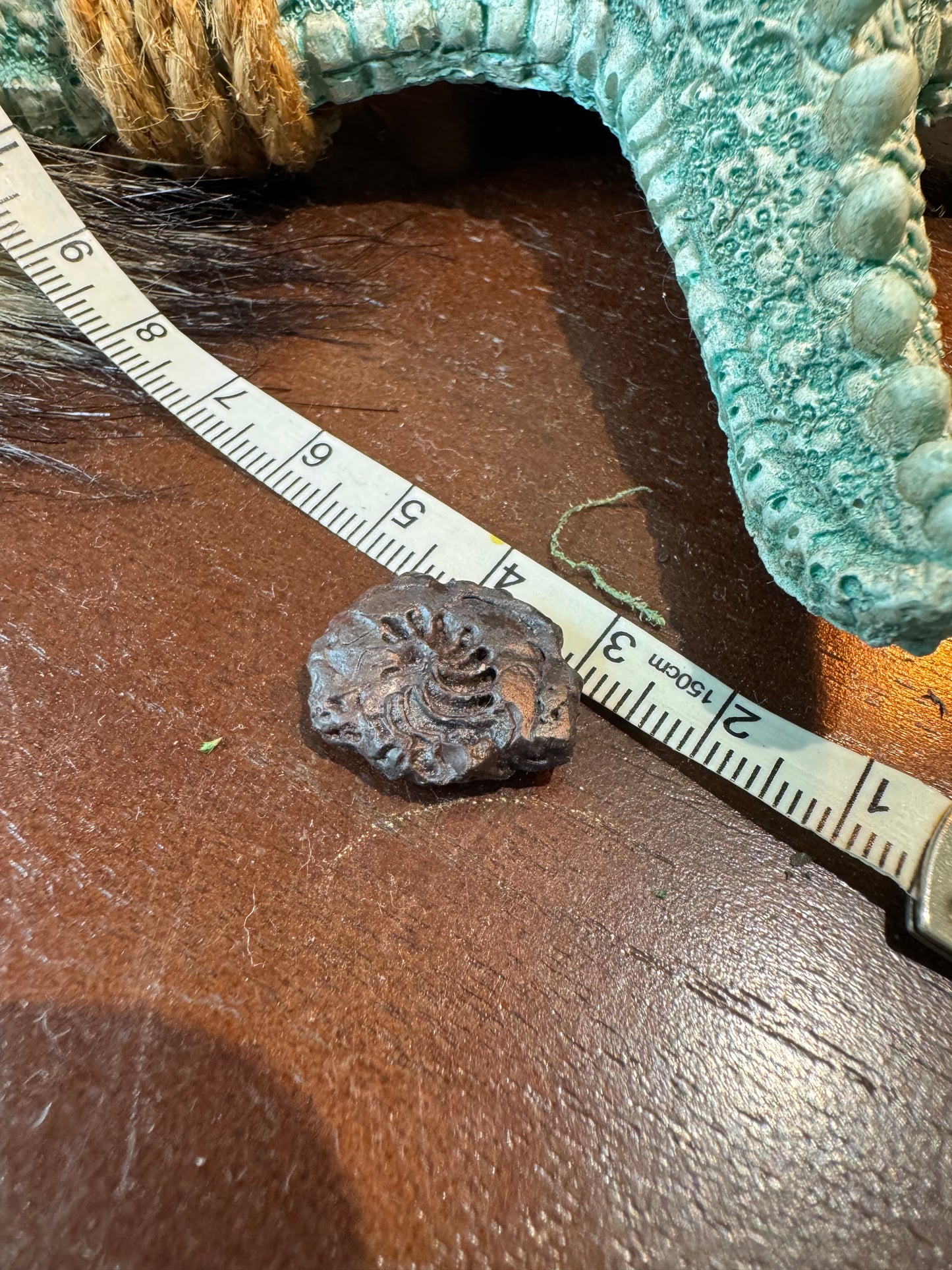 Small Ammonite #1