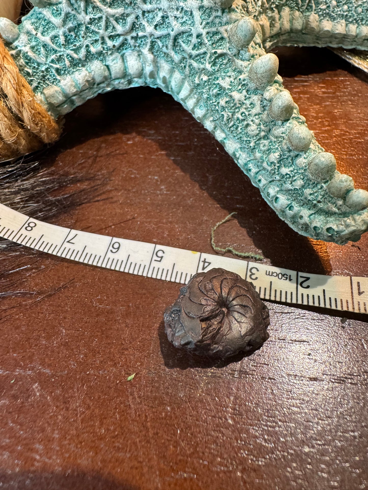 Small Ammonite #2