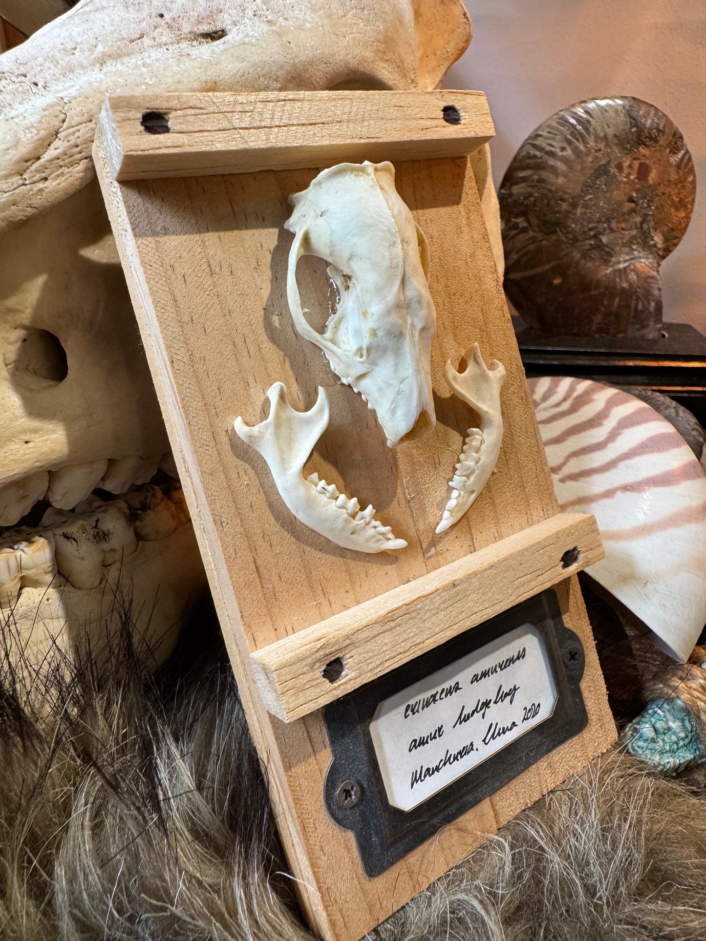 Hedgehog Skull #1
