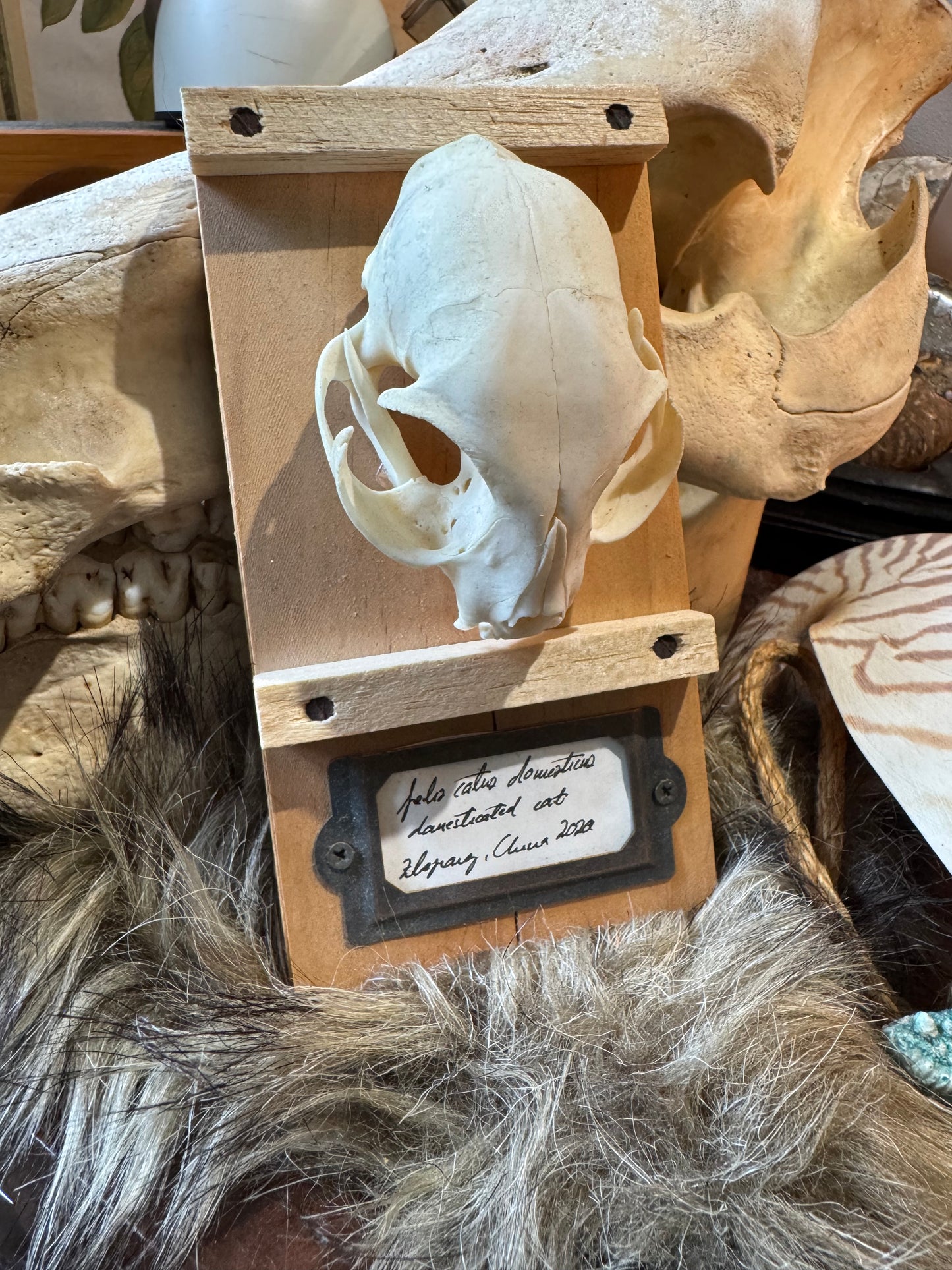 Cat Skull #1