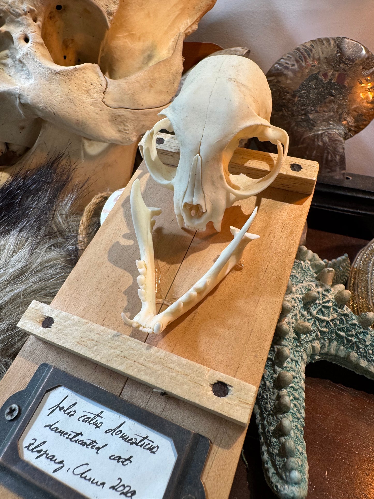 Cat Skull #1