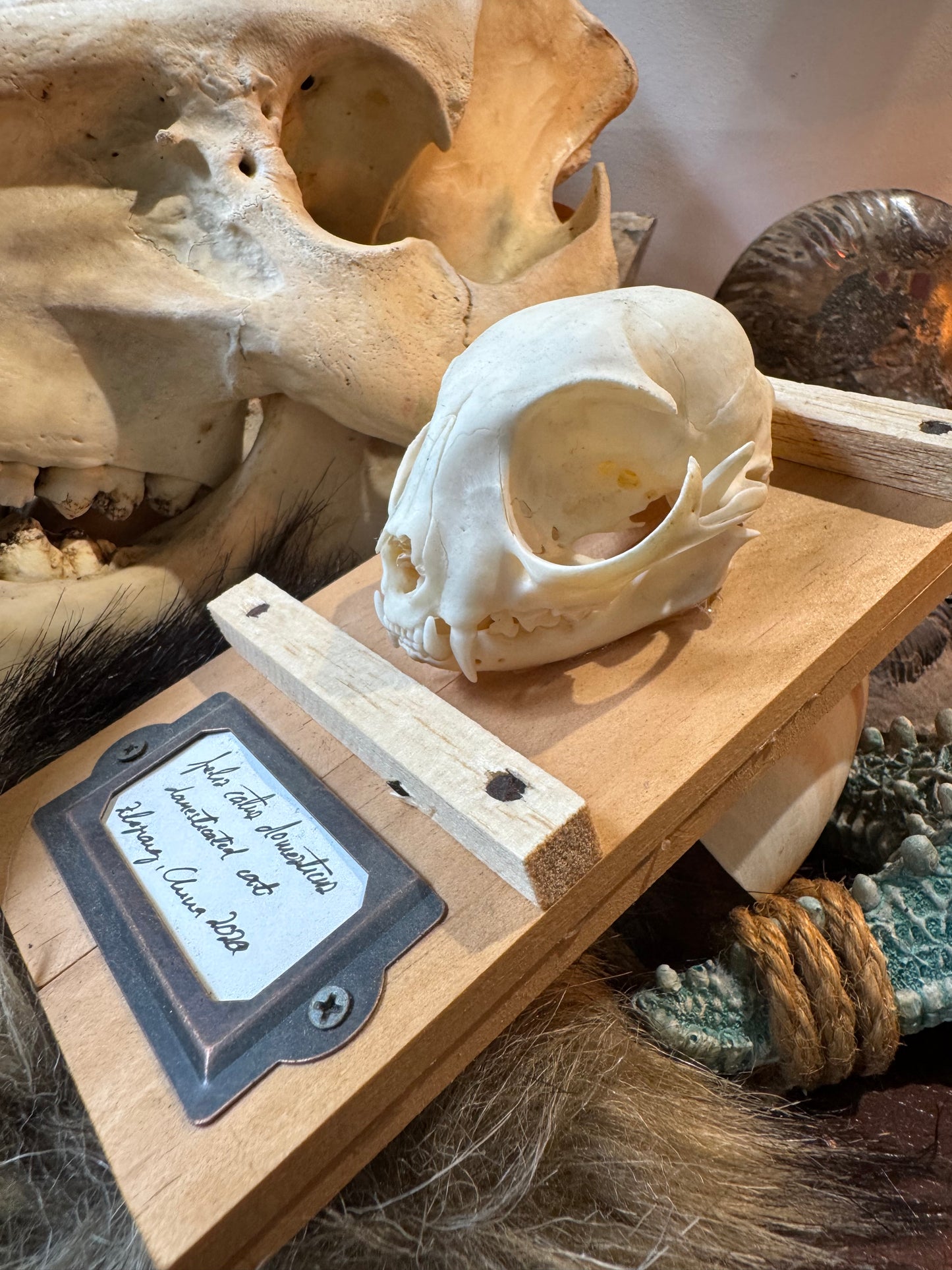 Cat Skull #1