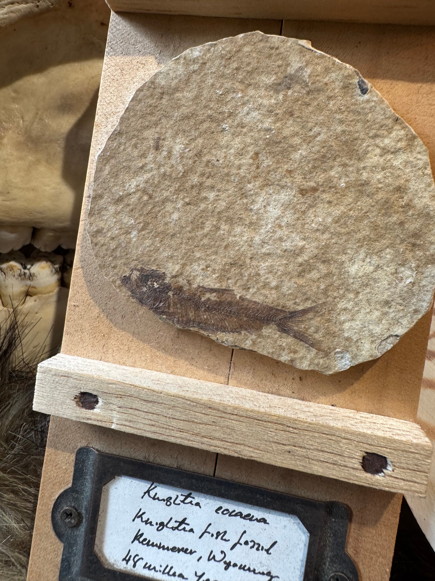 Knightia Fossil #1