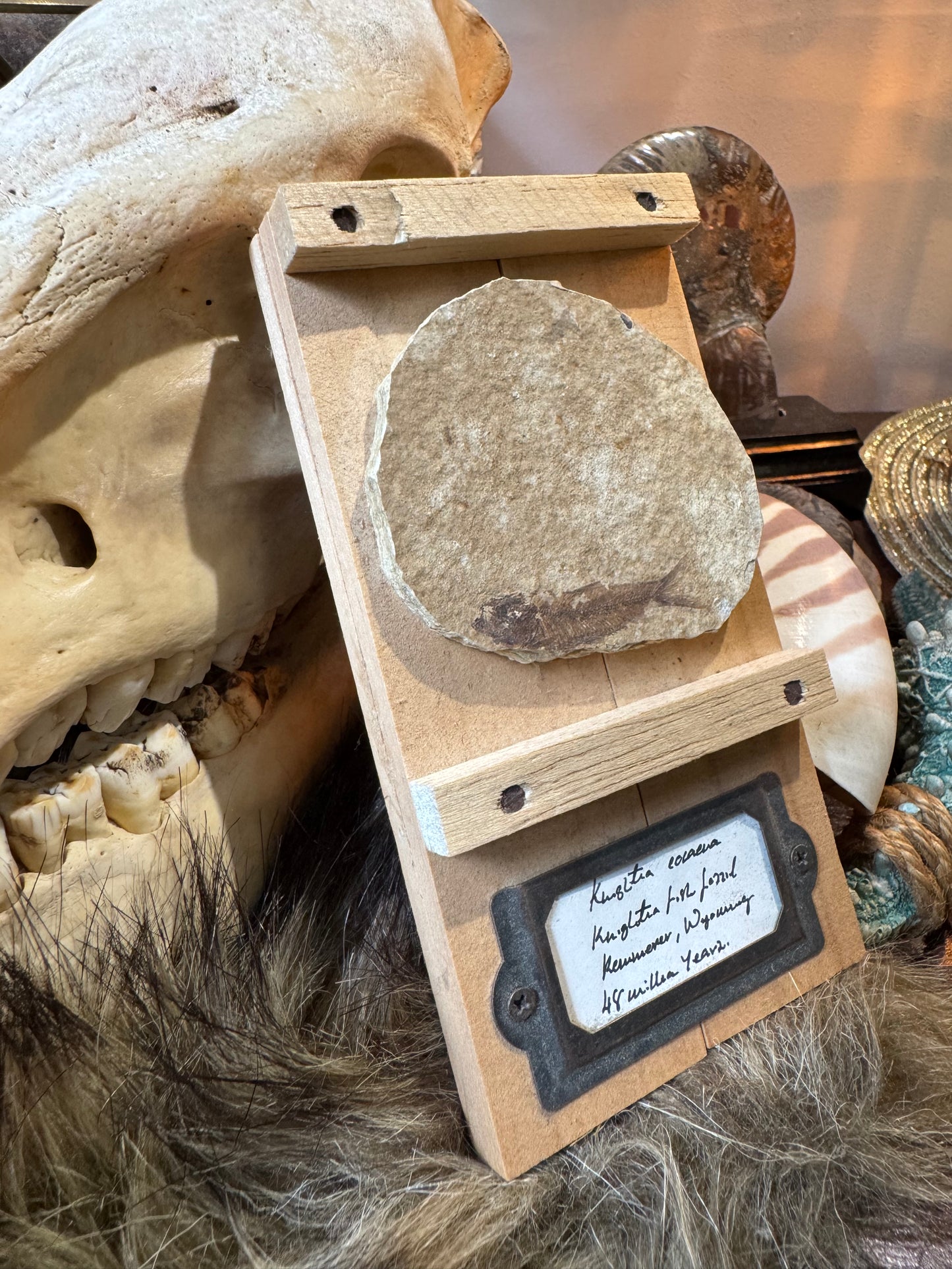 Knightia Fossil #1