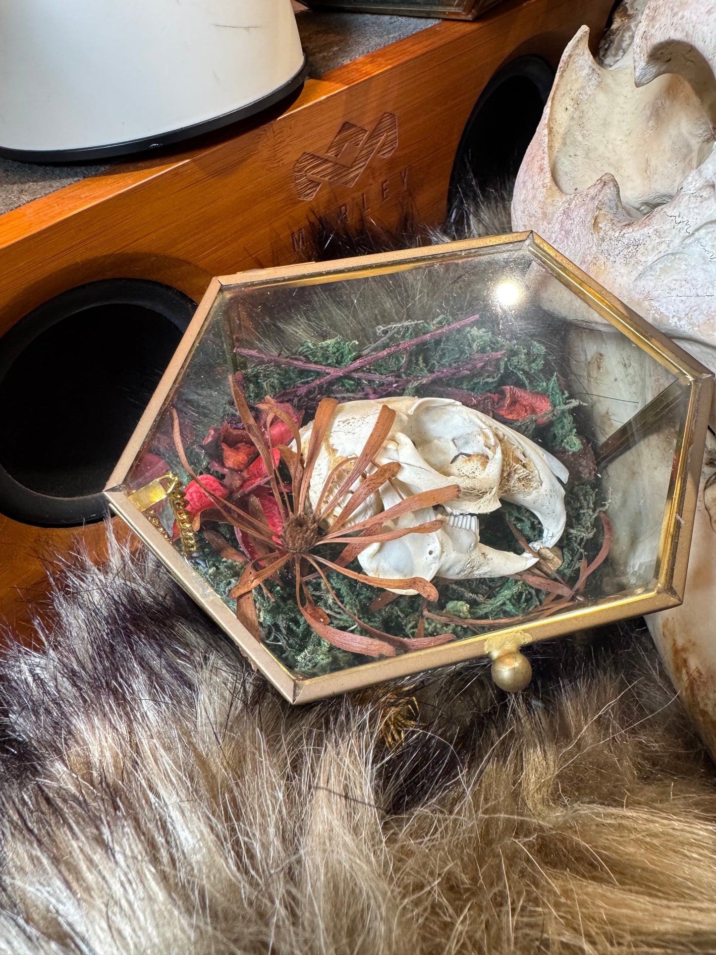 Rabbit Skull #1