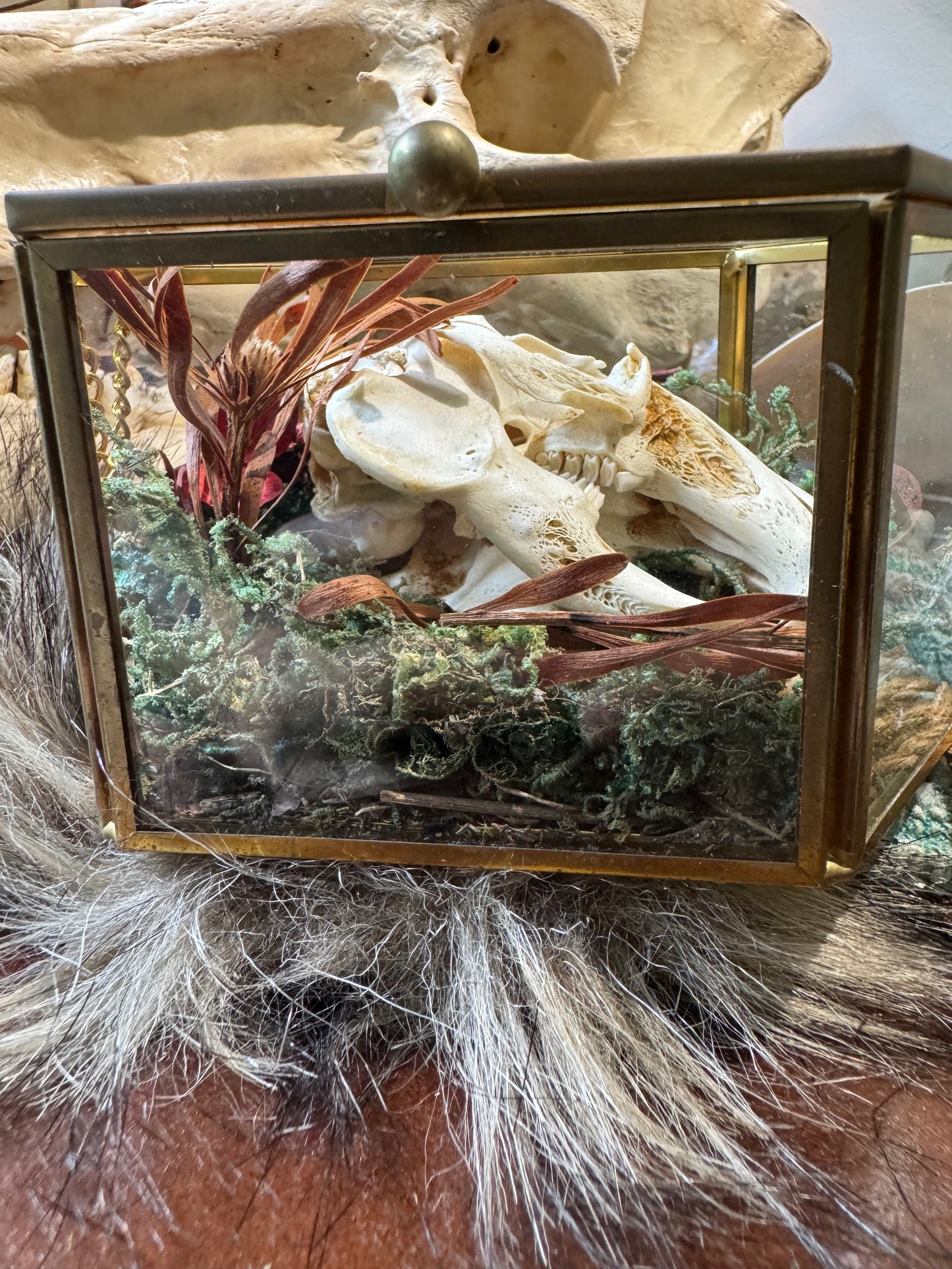 Rabbit Skull #1