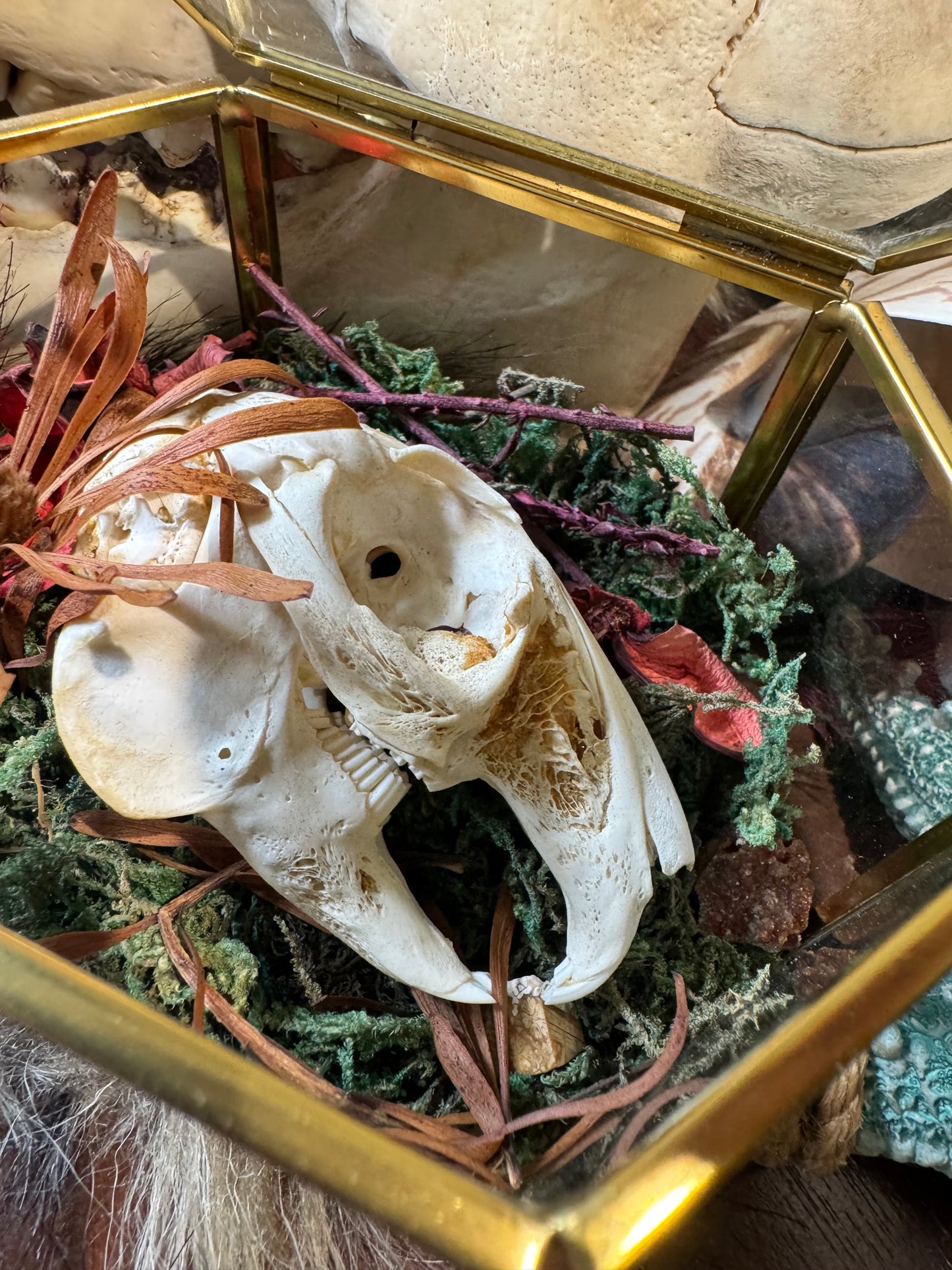 Rabbit Skull #1