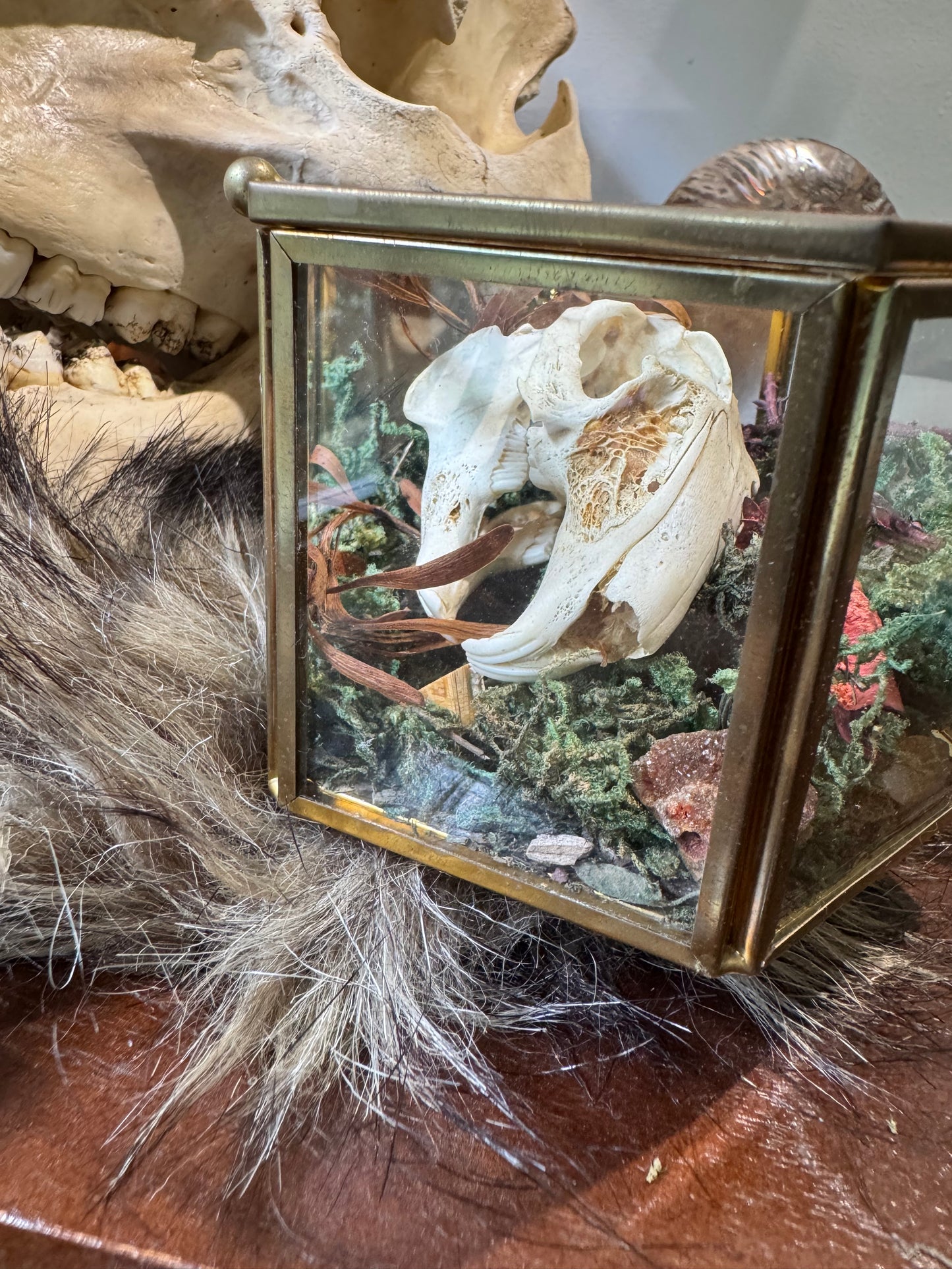 Rabbit Skull #1