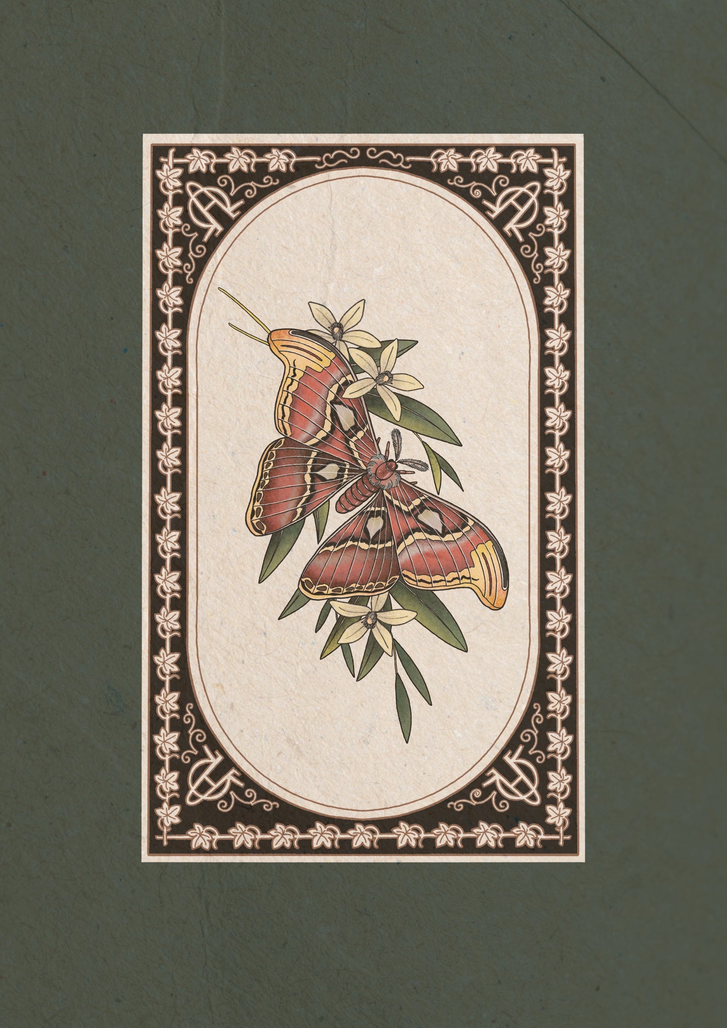 Atlas Moth
