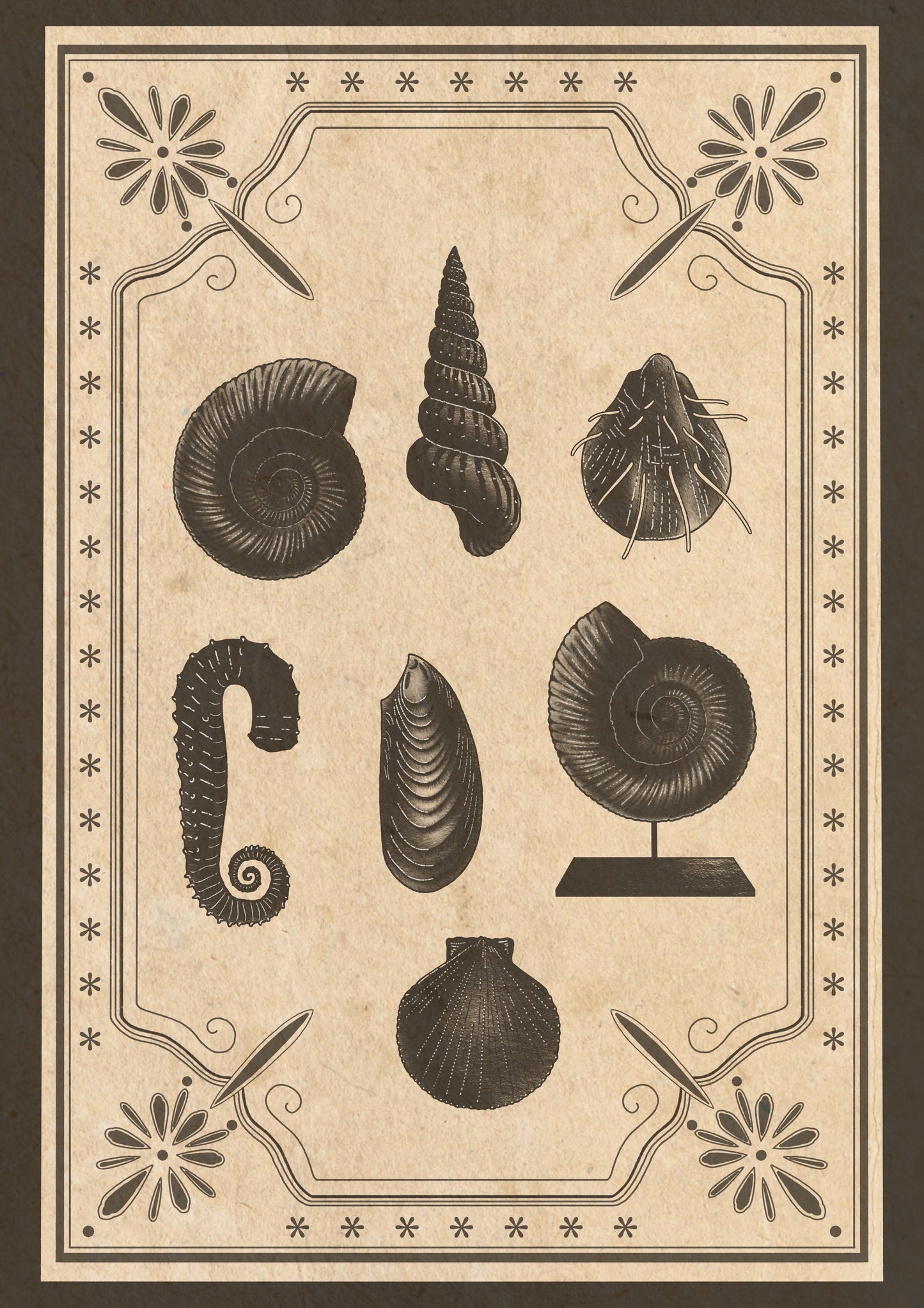 Cephalopods Collection I
