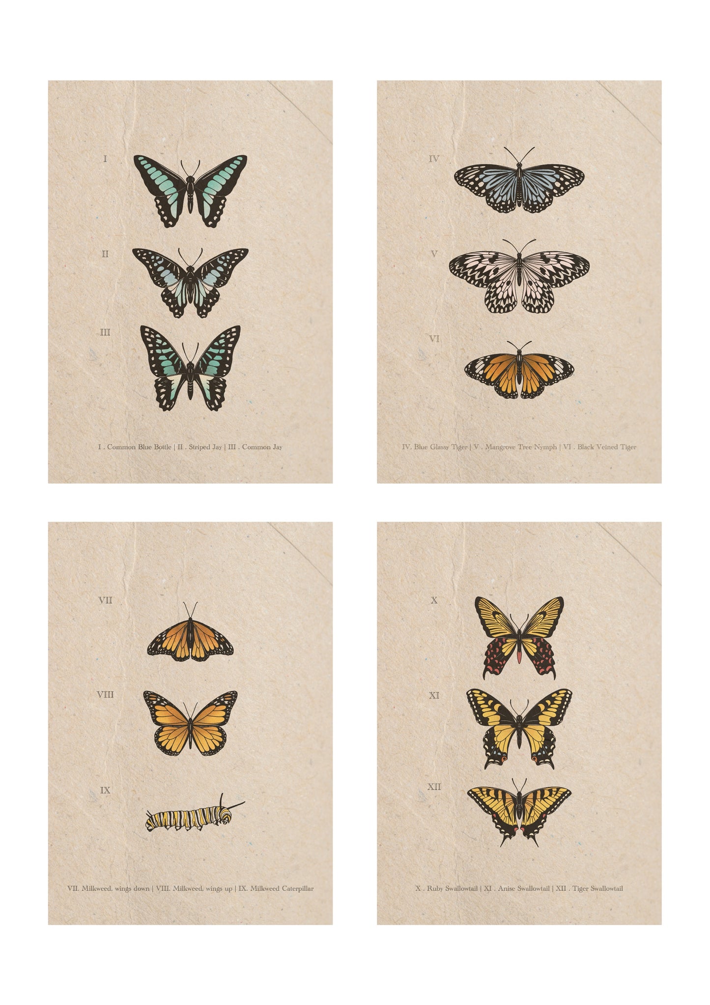 Entomology Collection II