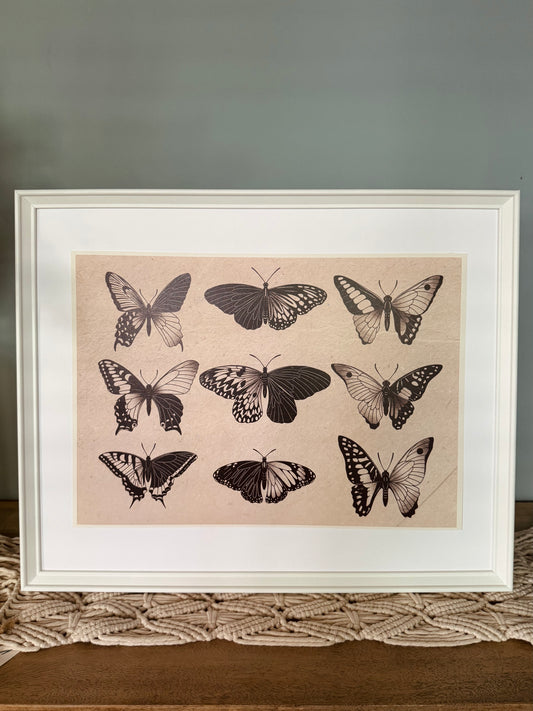 Entomology Collection III (A3)