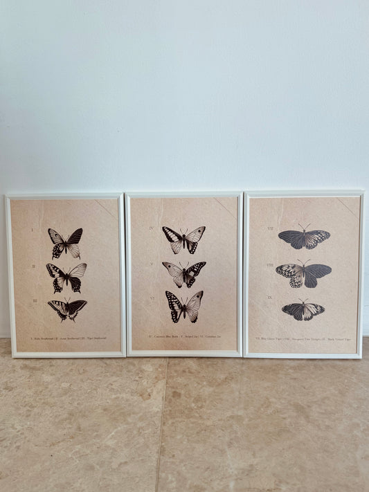 Entomology Collection III