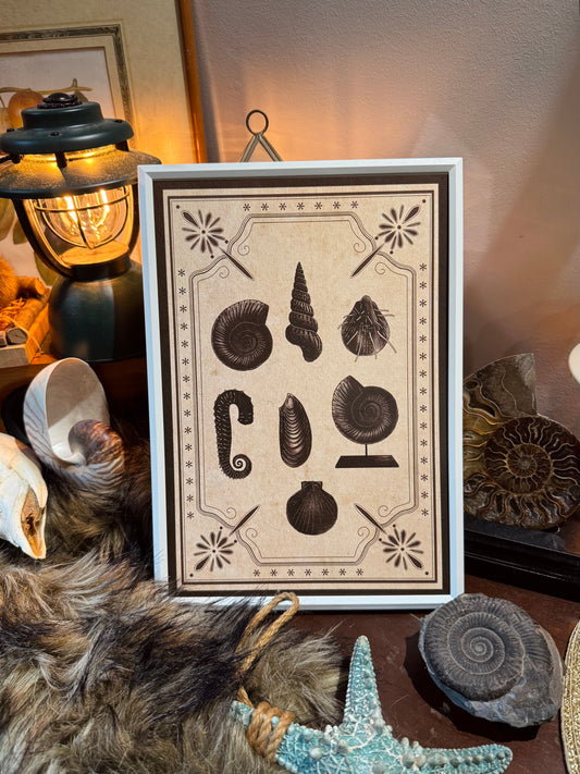 Cephalopods Collection I