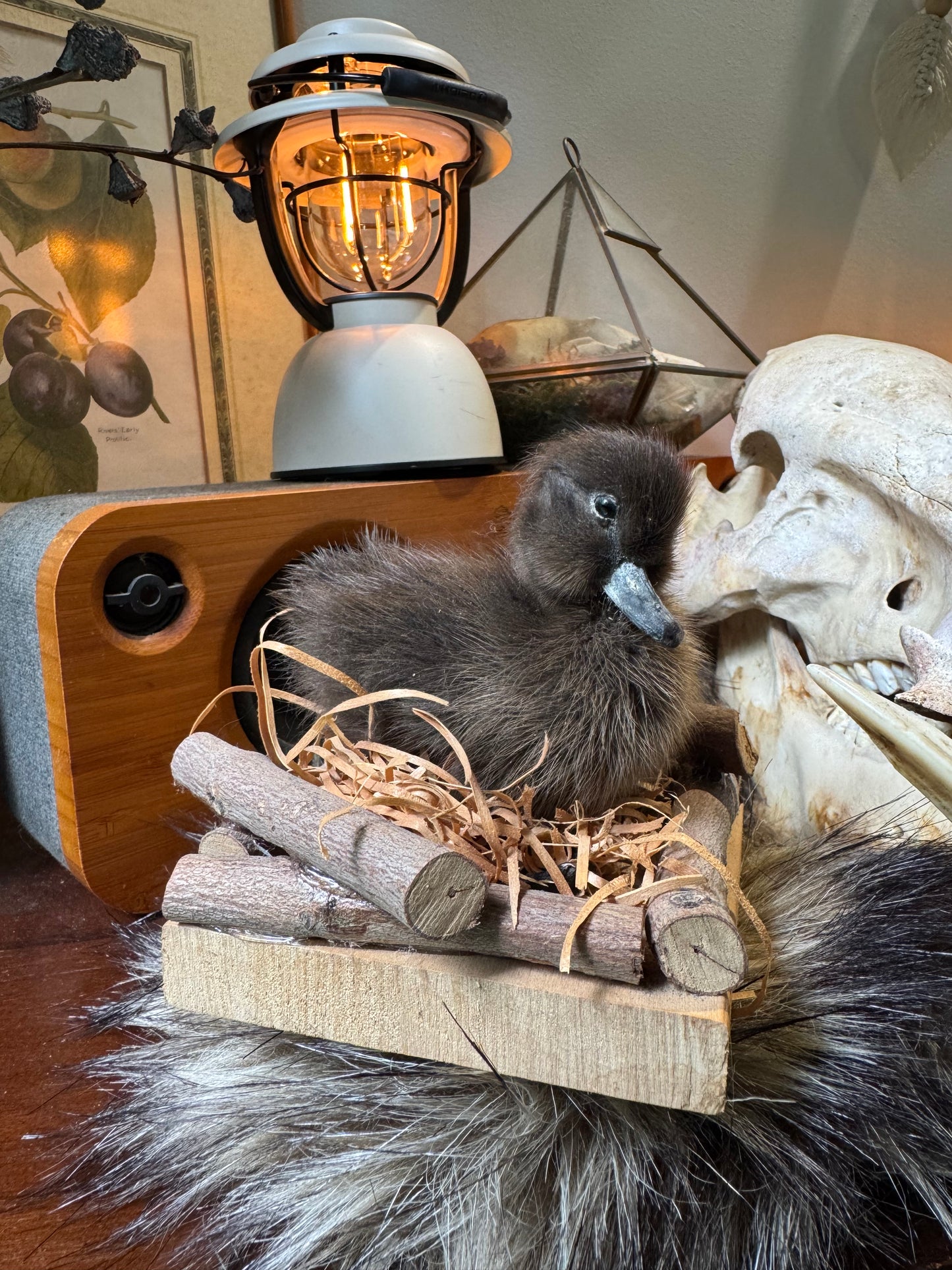 Duckling #1