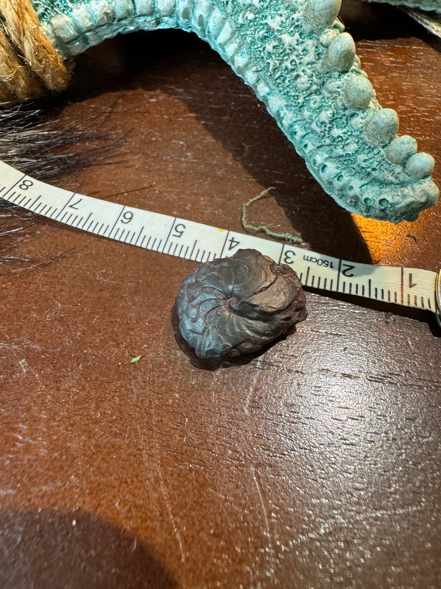 Small Ammonite #2