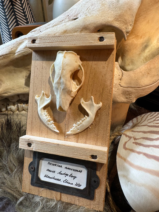Hedgehog Skull #1