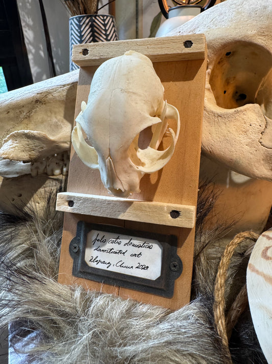Cat Skull #1