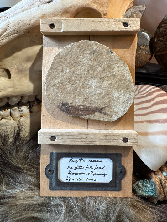 Knightia Fossil #1