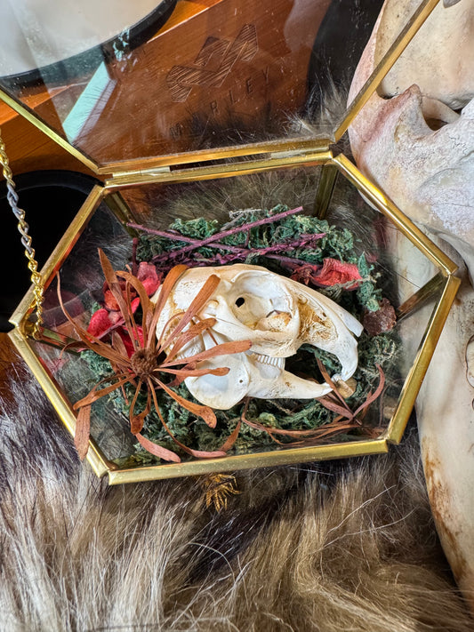 Rabbit Skull #1
