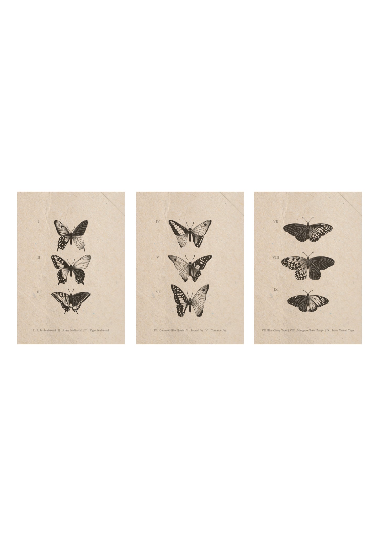 Entomology Collection III