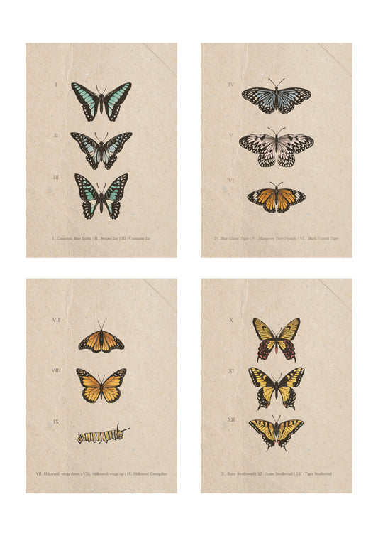 Entomology Collection II