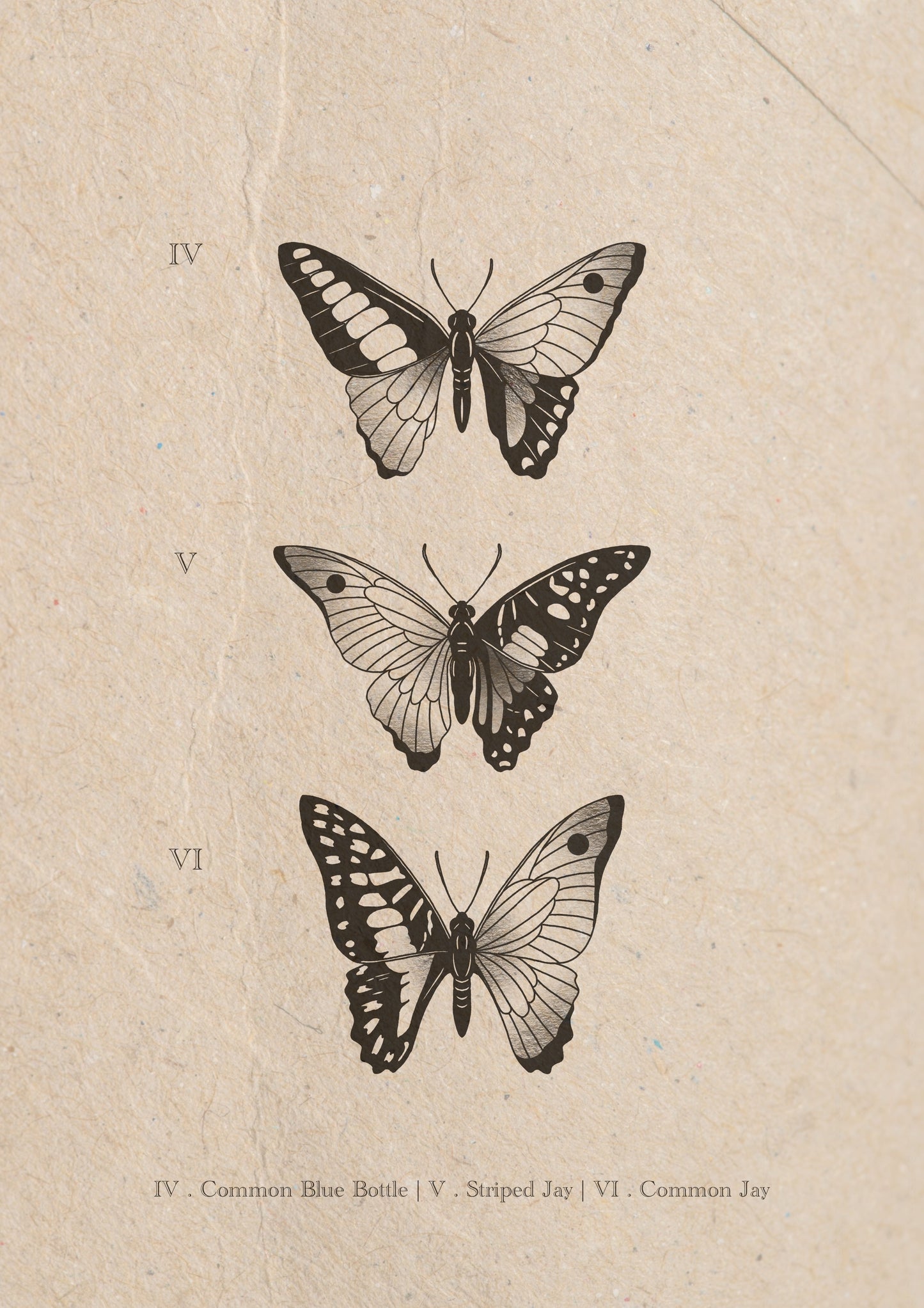 Entomology Collection III