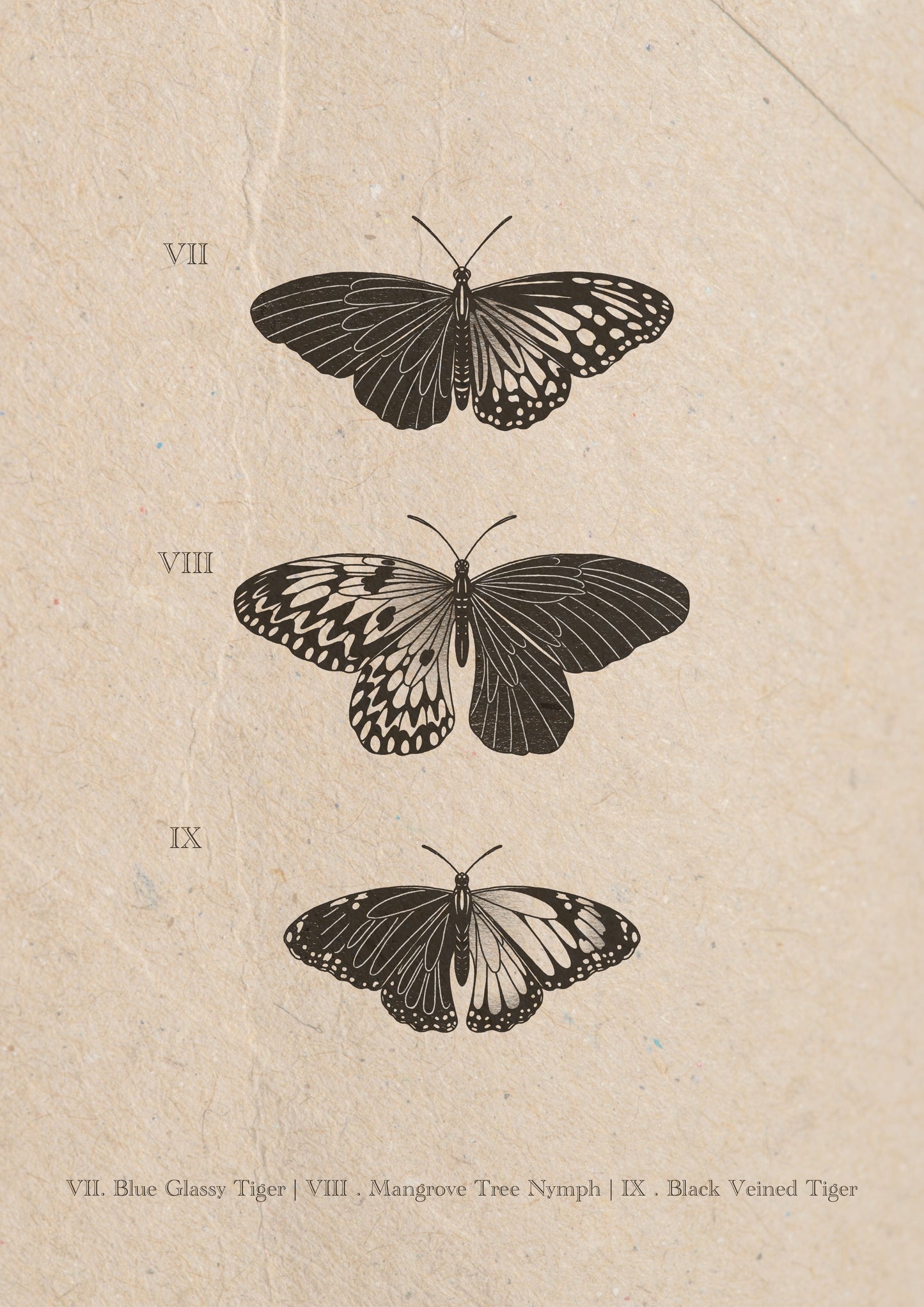 Entomology Collection III